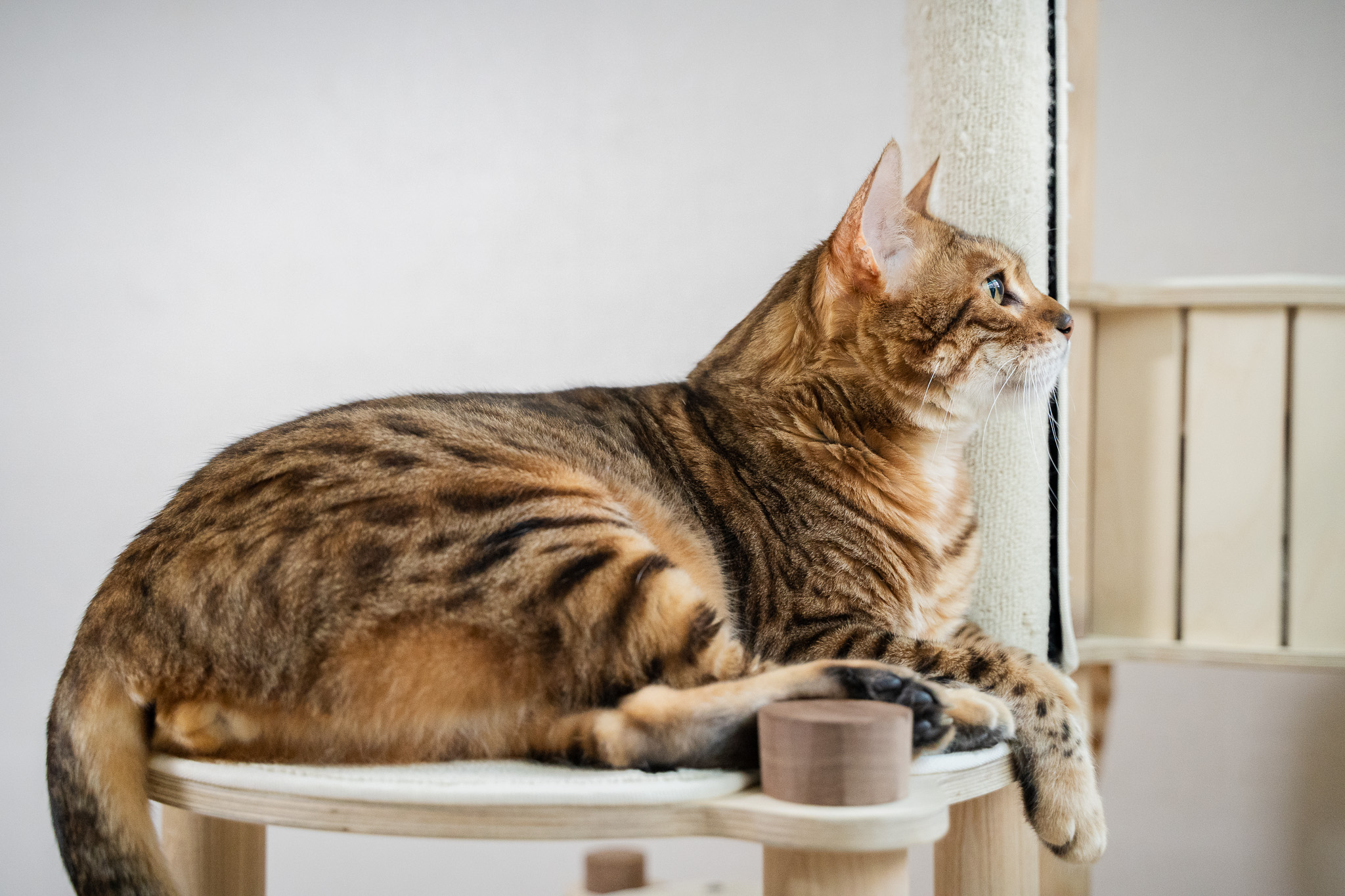 고양이 IBD(염증성 장질환) 어떤 병일까?