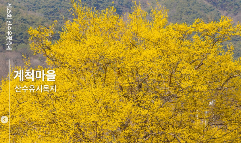 구례산수유꽃축제 기본정보
