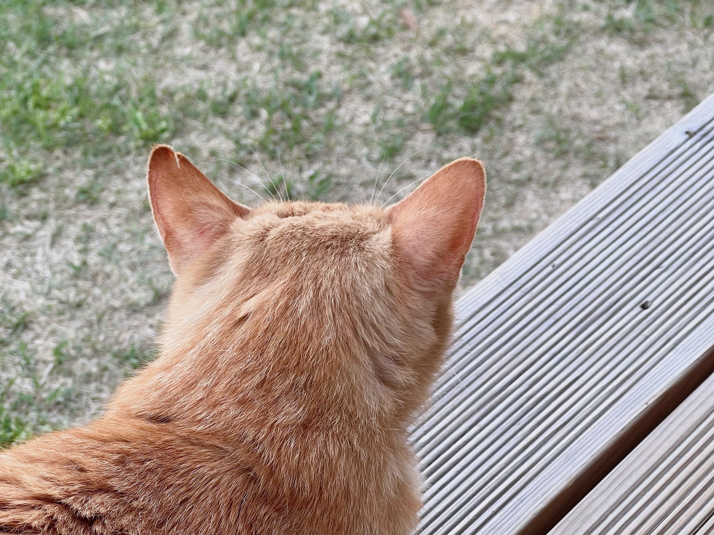 담양 창평 한옥카페 카페하녹 고양이