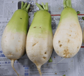 김장 담그기 좋은 배추 좋은 무 고르는방법