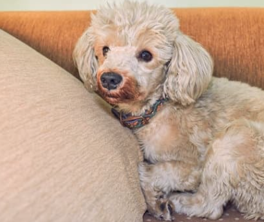 강아지 눈 주변 냄새, 왜 날까? 눈 영양제로 해결 방법까지