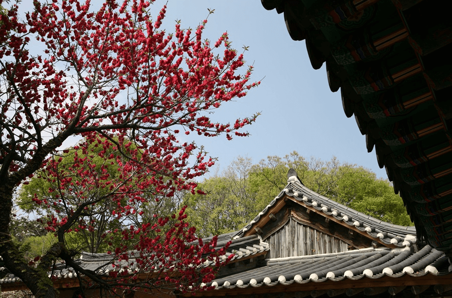 개심사 청벚꽃 개화시기