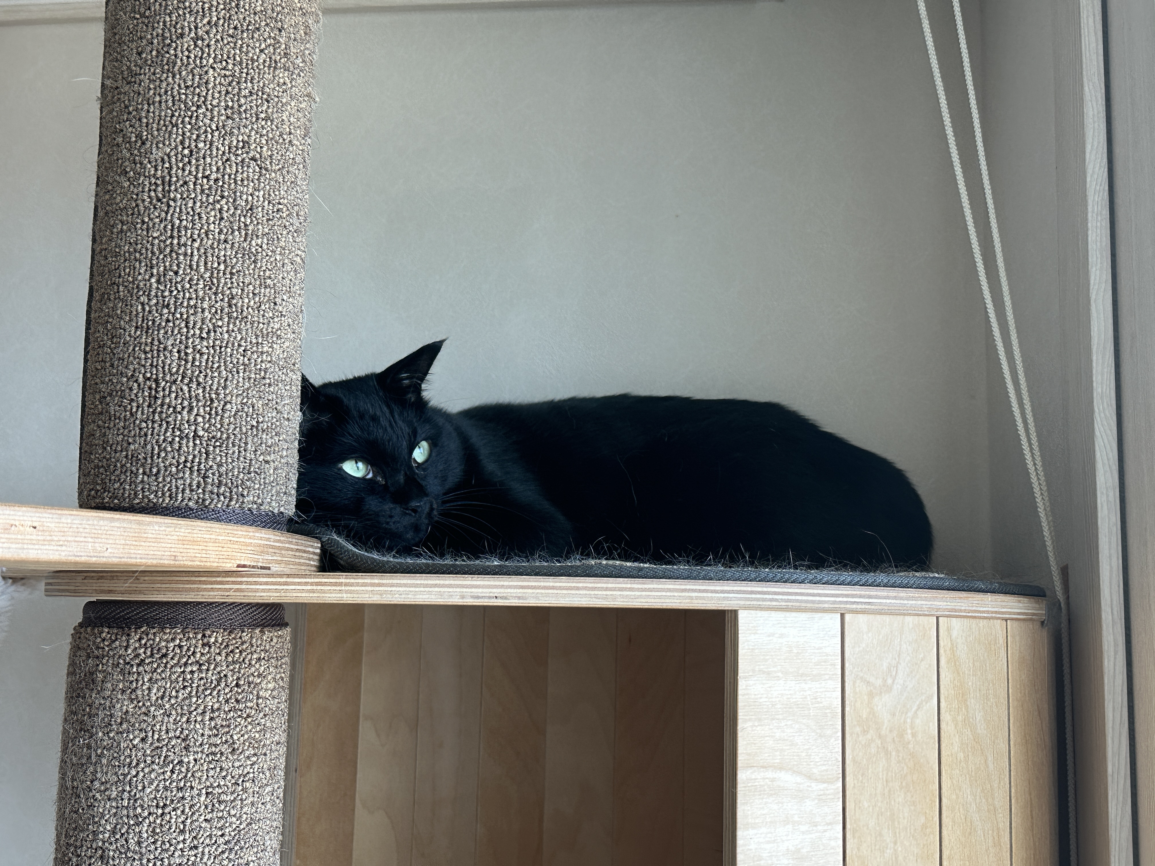 캣폭_꼭대기에서_내려오지_않고_있는_건이