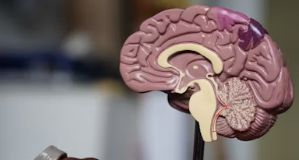 뇌 영양제 추천 부작용 효과 성분 가격