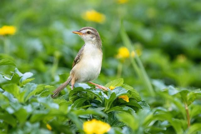 노란색 꽃 위에 앉아 있는 종달새