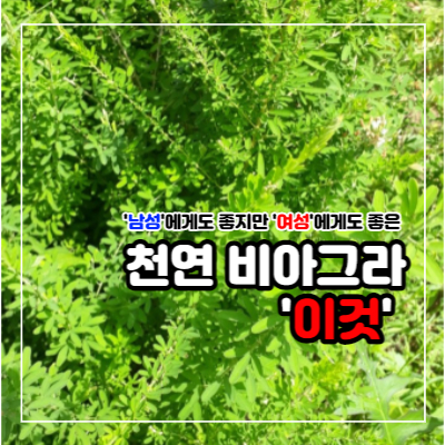 야관문 효능과 부작용 및 술 담그는 법