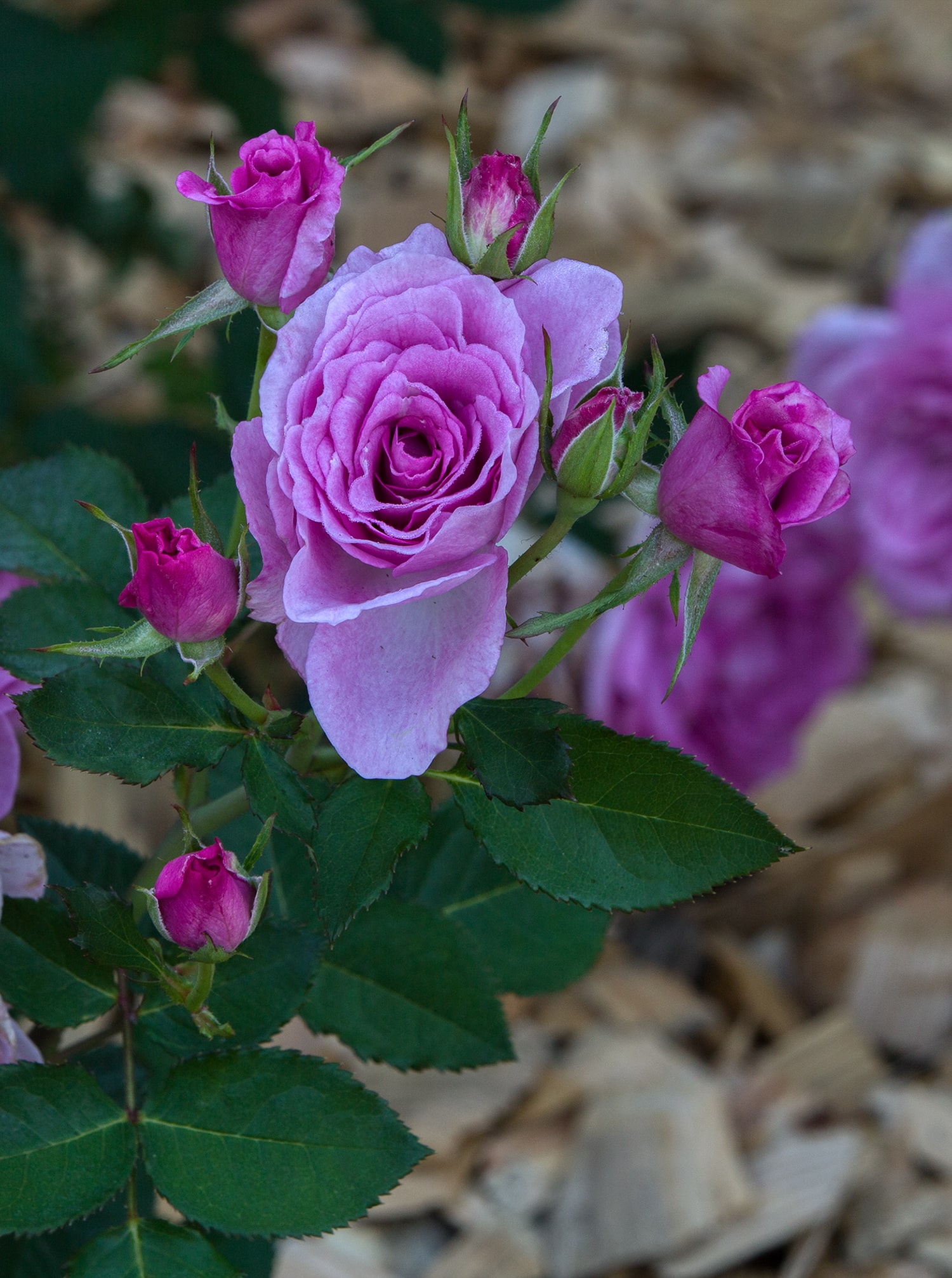 올림픽공원 장미축제 - 32