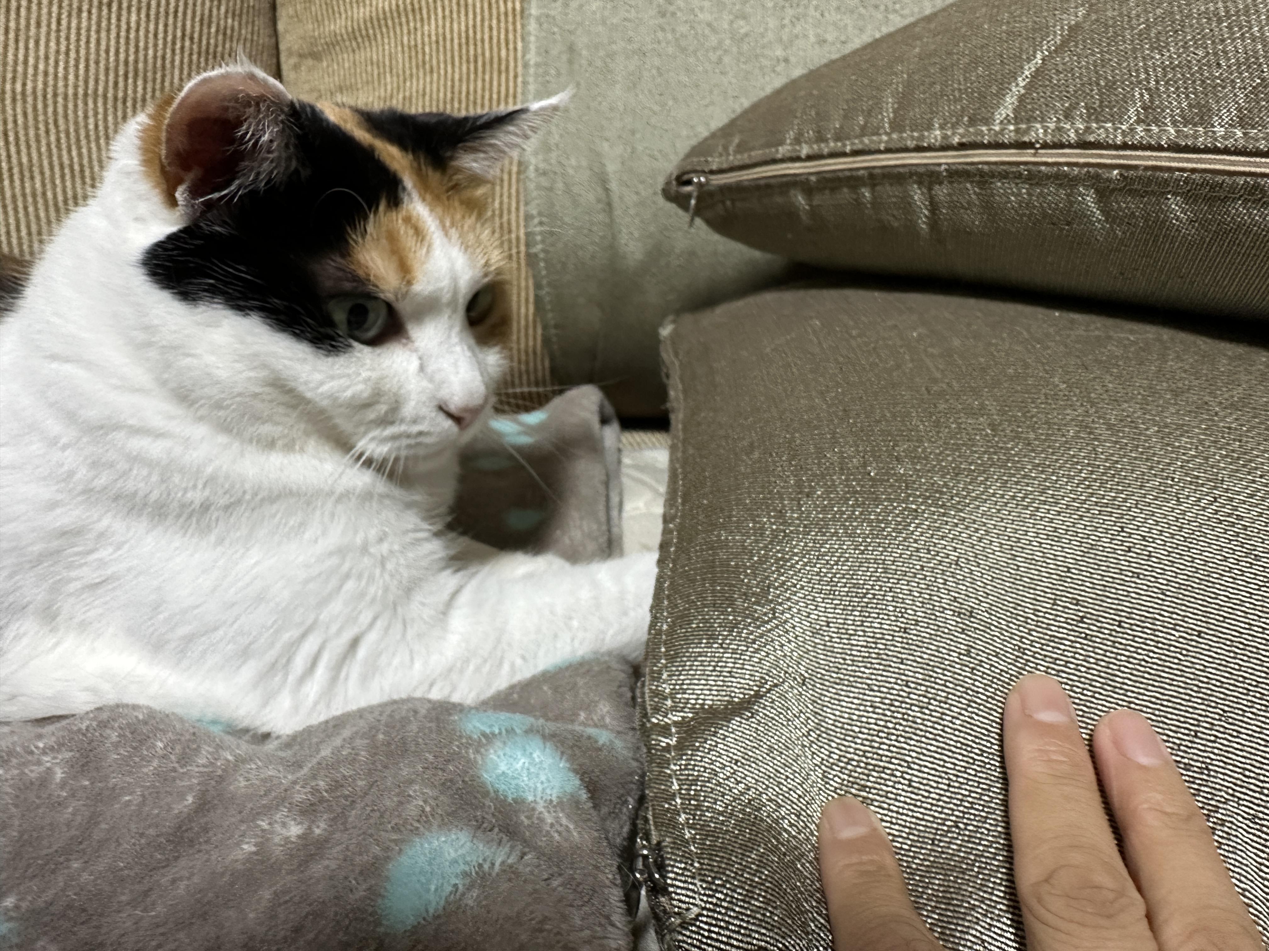 쿠션_아래에_앞발_넣고_찜질중인_요미