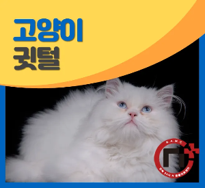 "고양이