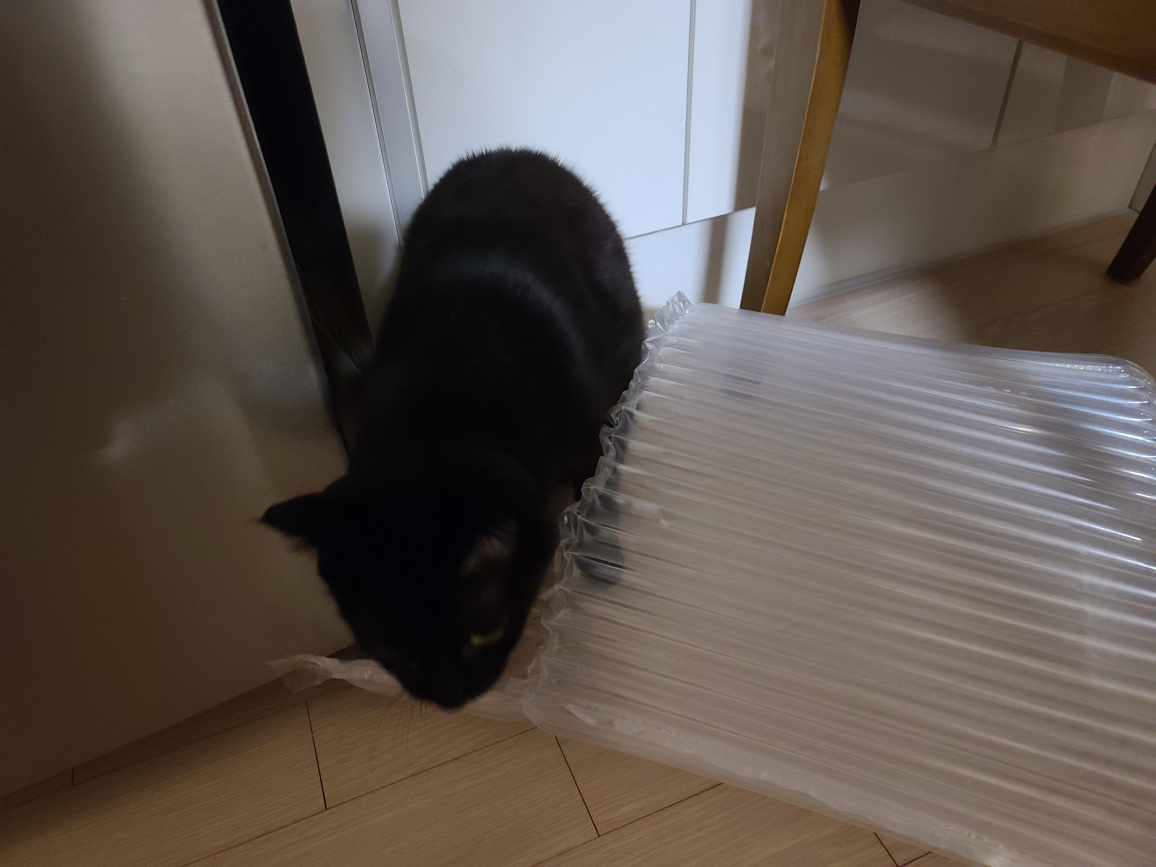 택배를 시켰는데 고양이 장난감이 왔다. 생활속 장난감.