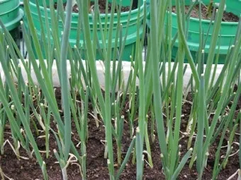 텃밭 대파 키우는 방법 파종 시기_14