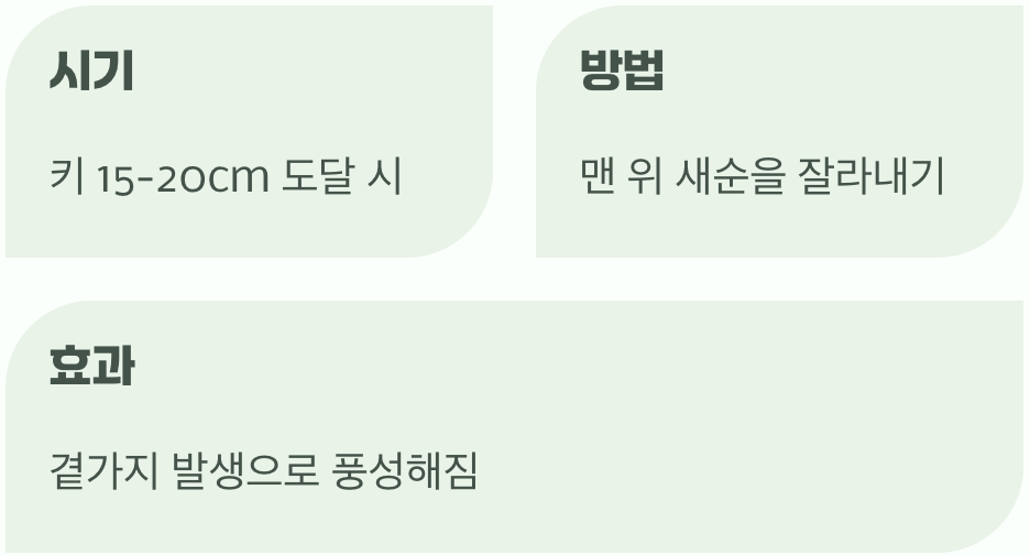 폭풍 성장의 비밀, 순지르기