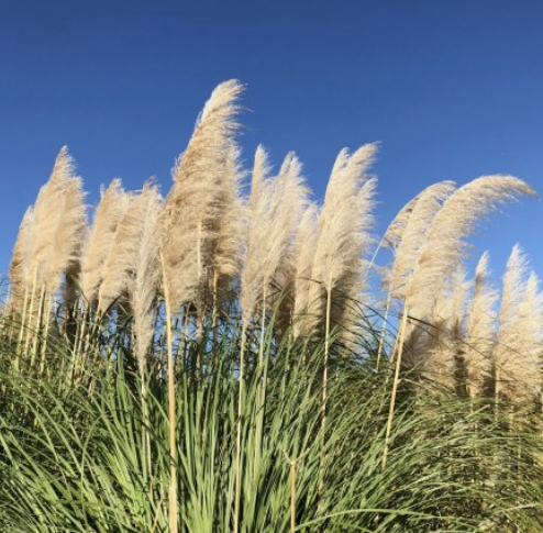 가을에 꼭 가야 하는 억새 명소