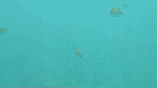 푸켓 스노클링, 피피섬 마야섬 몽키 비치 카이섬 투어 리뷰 코스 가격