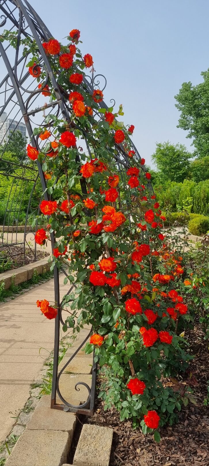 2025 중랑 서울 장미축제 기간 일정 가는길