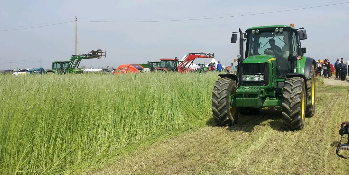 호밀 재배 가을 파종 추위 강함 사료용 수확_5