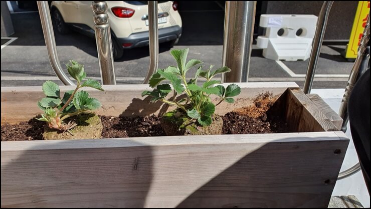 딸기모종-2개를-심어놓은-이미지