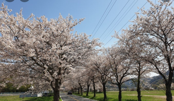 전남 영광 불갑사 벚꽃 사진