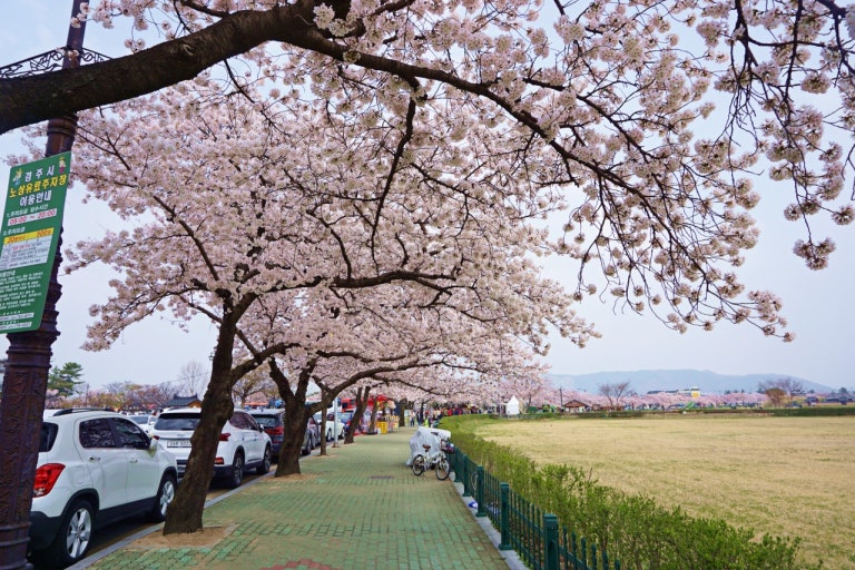 경주 벚꽃