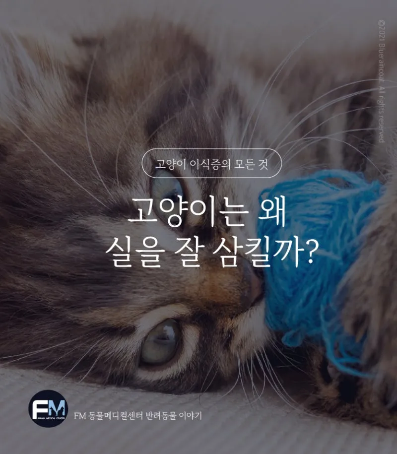 "고양이