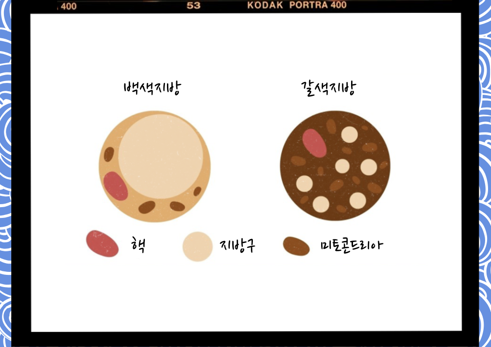 살과의 전쟁, 갈색지방