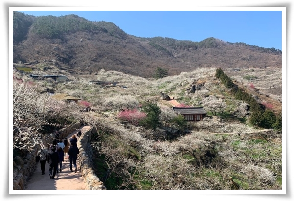 "매화" 겨울을 깨우는 은은한 향기의 비밀을 간직한 백매화 홍매화 청매화!