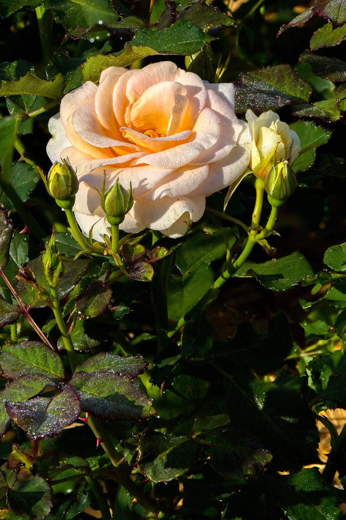 올림픽공원 장미축제 - 26