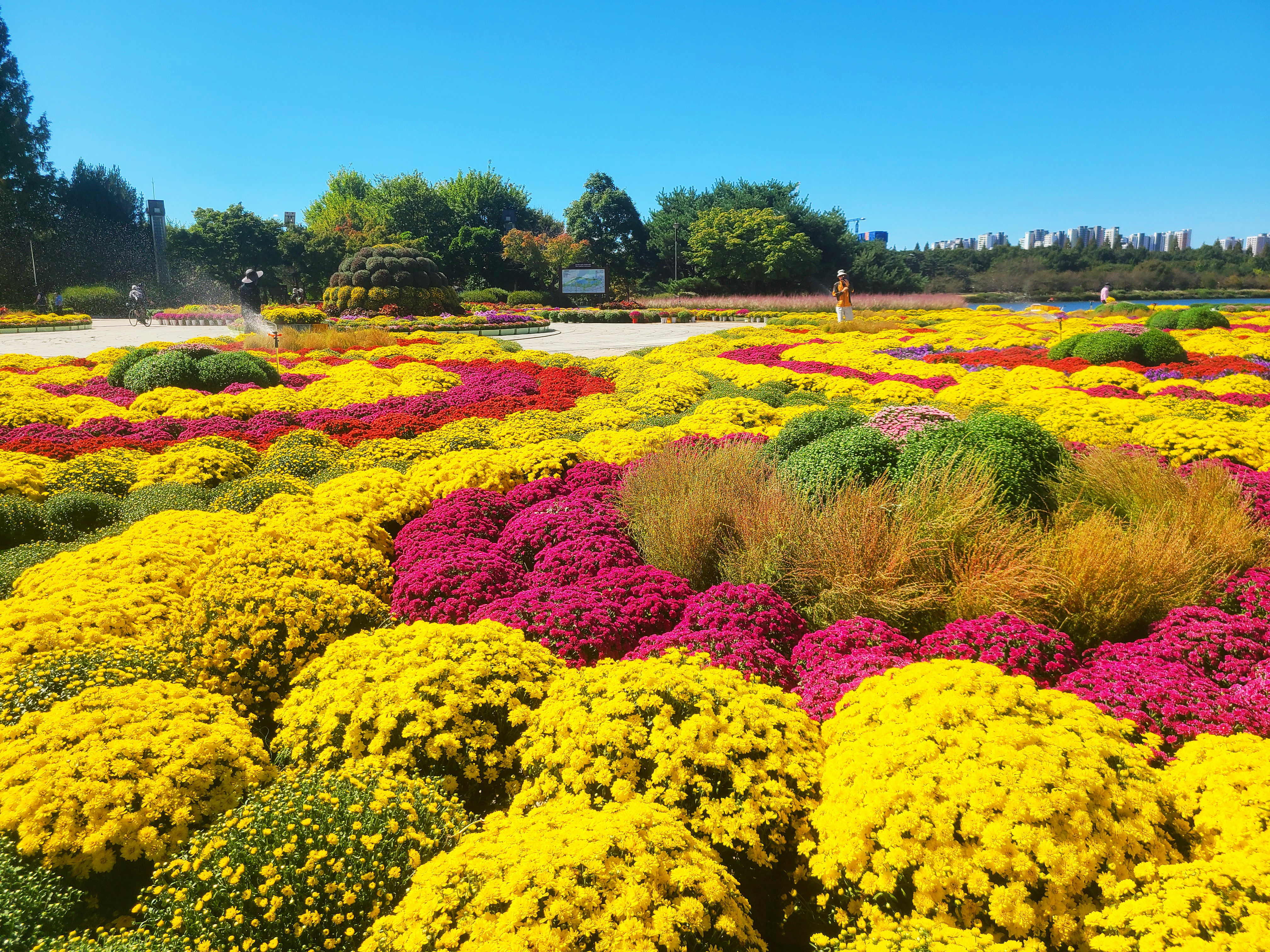고양 가을 꽃축제 소개