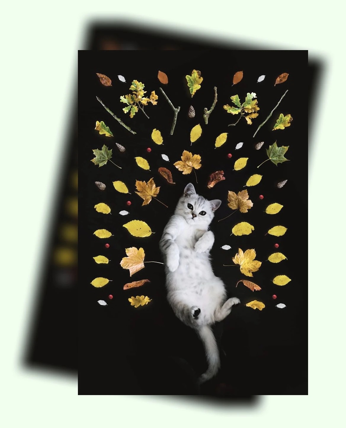 고양이 안전_2_subsection