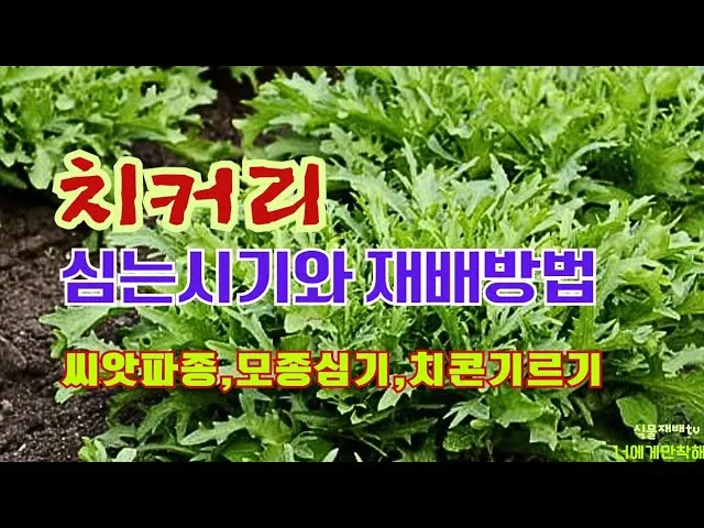 치커리 재배 쓴맛 줄이기 차광 요령 물 관리_4