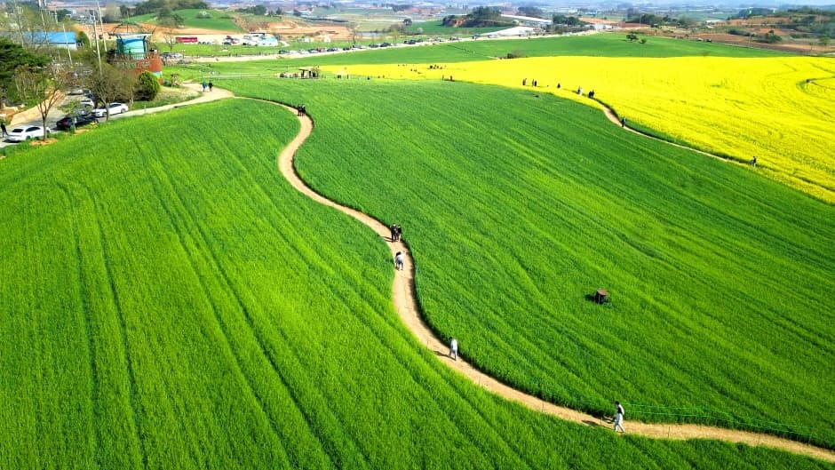 [4월~5월 축제]2025 고창 청보리밭 축제❘ 폭싹 속았수다 유채꽃밭, 연인 유채꽃밭, 도깨비 메밀꽃밭 촬영지, 일정, 기간, 주차(4/5일 방문 후기)