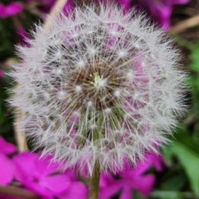 민들레 홑씨 사진