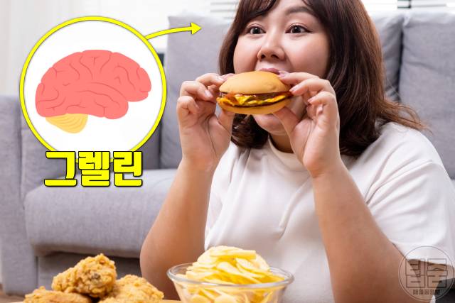 다이어트 호르몬 그렐린 식욕 다이어트식단 지방분해호르몬