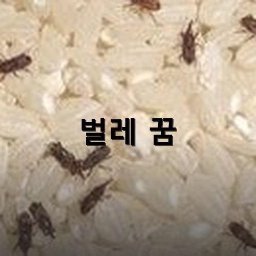 쌀벌레가-쌀에-생겨서-밥-지을때마다-신경쓰임