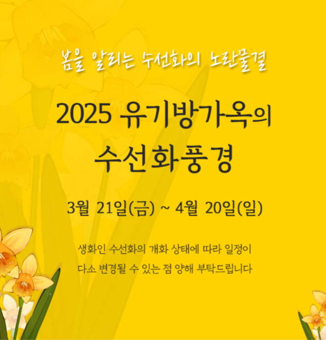 유기방가옥 수선화 축제