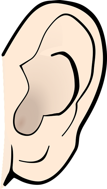 귀가 잘 보이는 사진