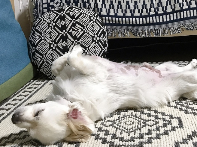 누워있는-강아지