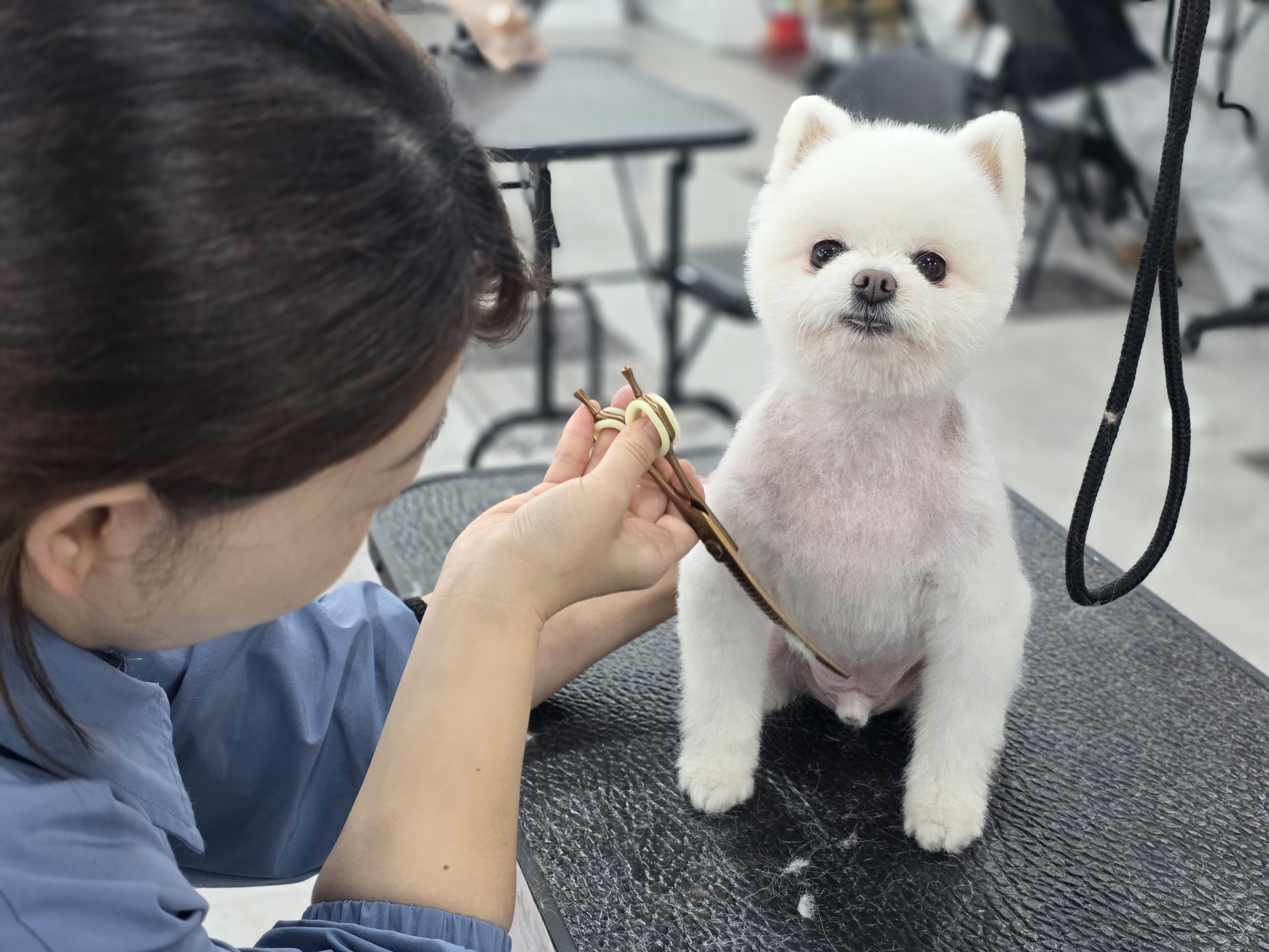 안산애견미용학원 추천