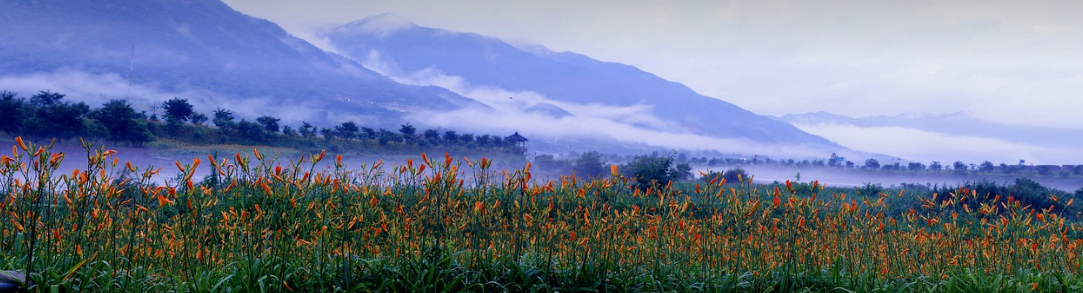 지리산 원추리꽃 이미지