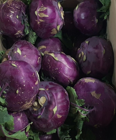콜라비