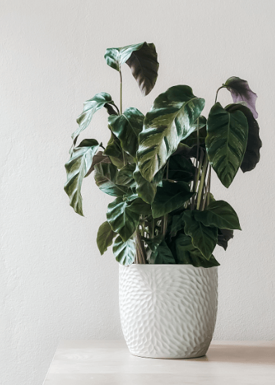 관엽식물 VS 꽃식물