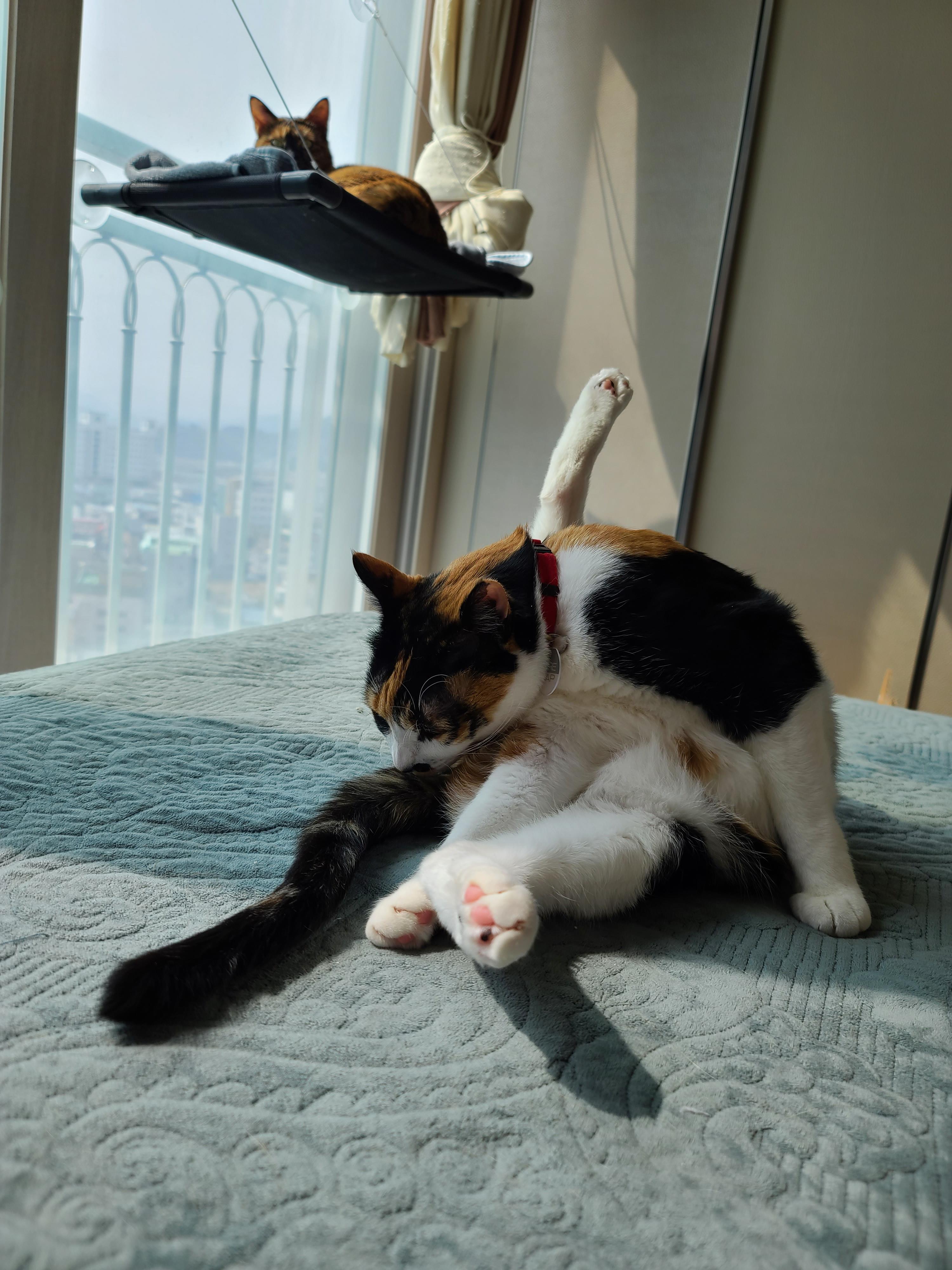 이른 아침 아홉냥이네의 고양이들. 집사가 눈을 떴을때 볼수 있는 사랑스런 고양이들.