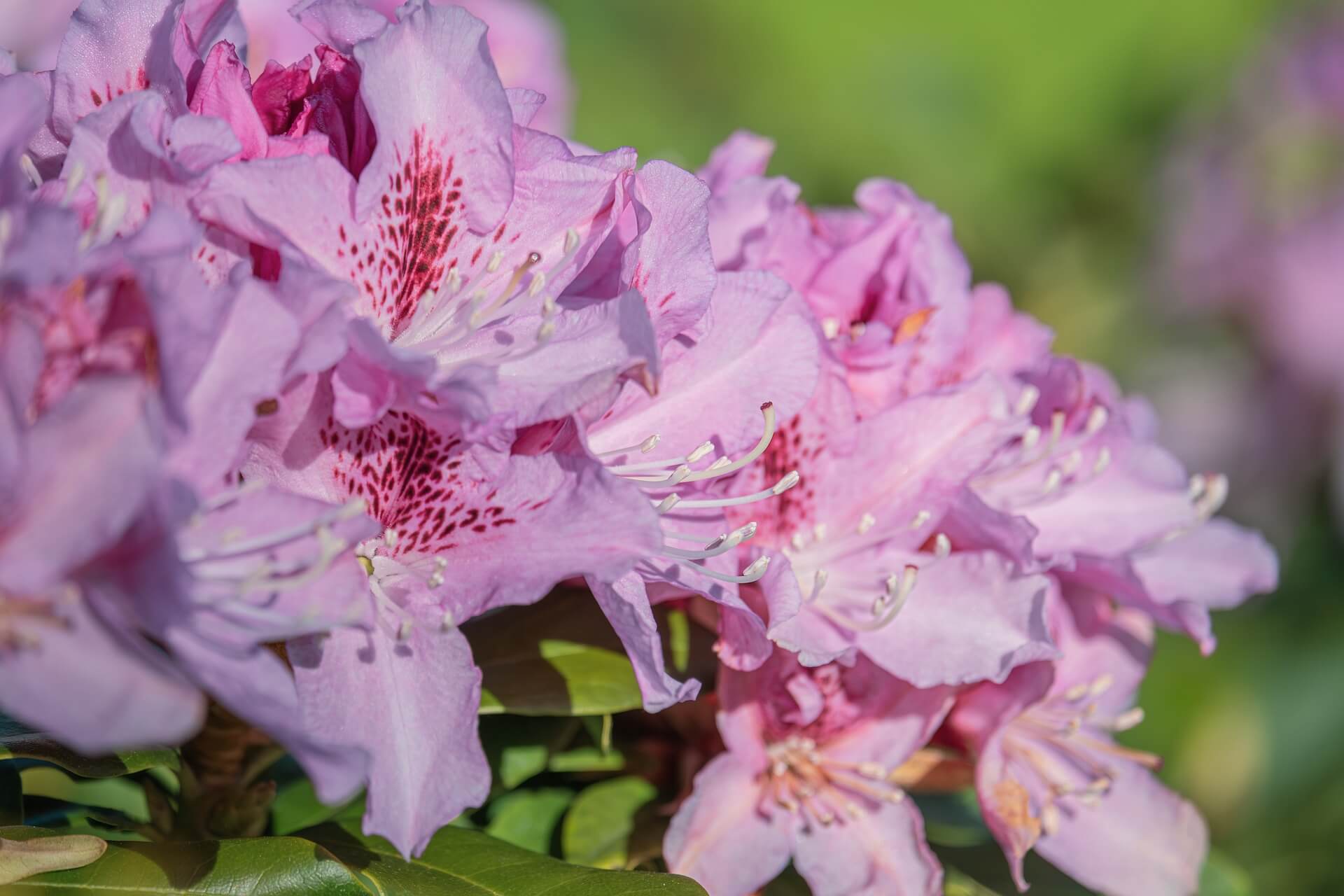 철쭉과 진달래의 차이