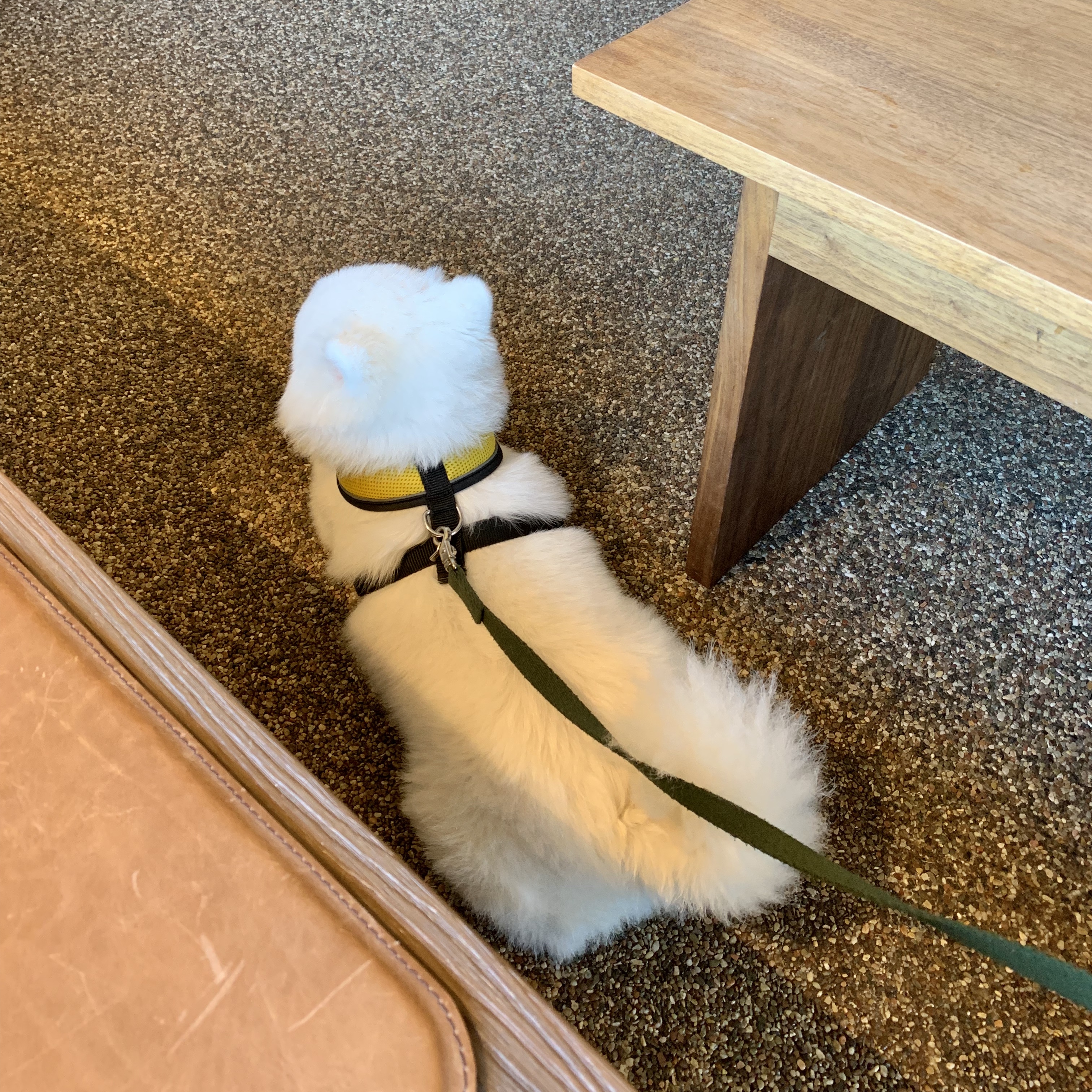 제주 애견동반카페