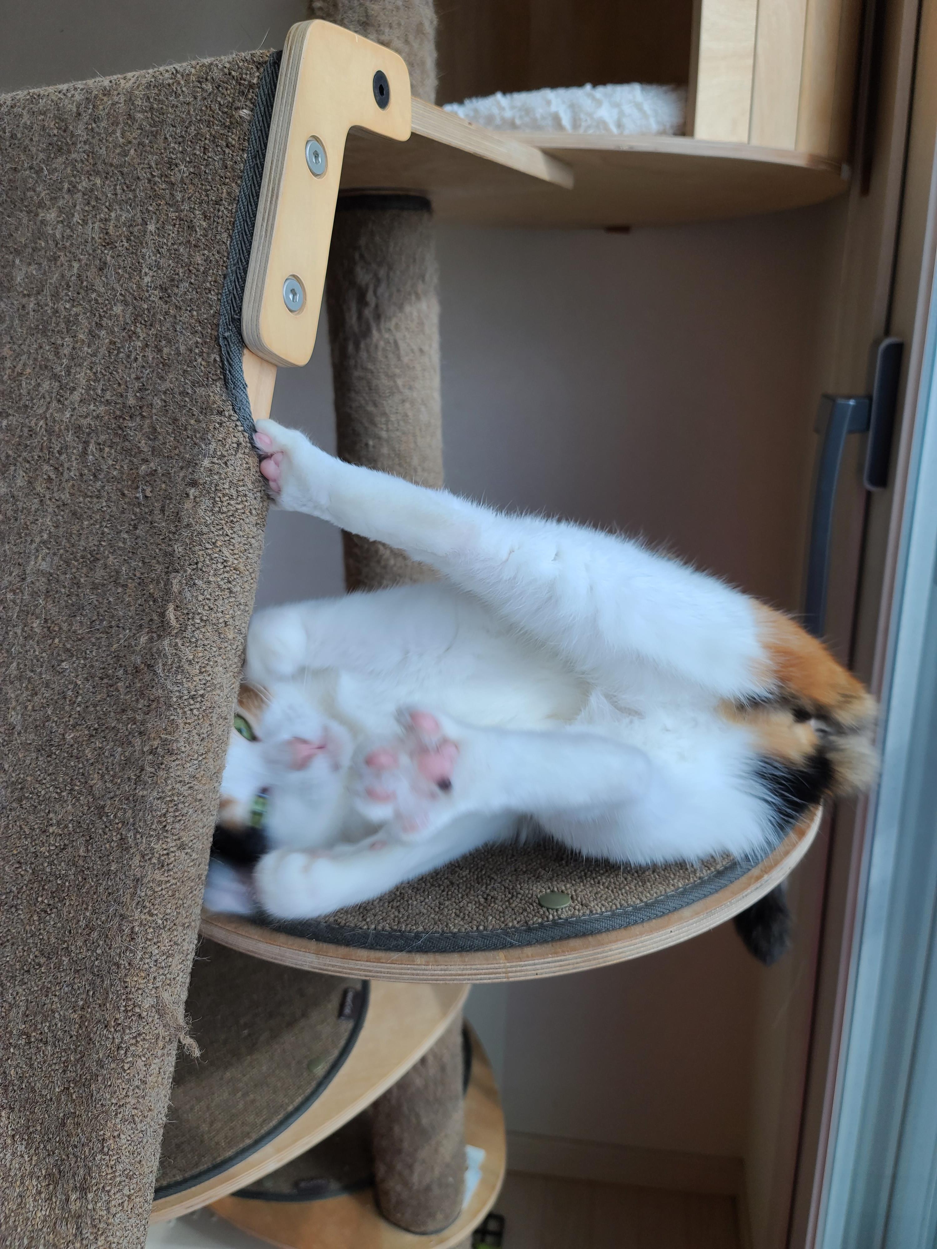 귀여운 아기맹수 사차원고양이