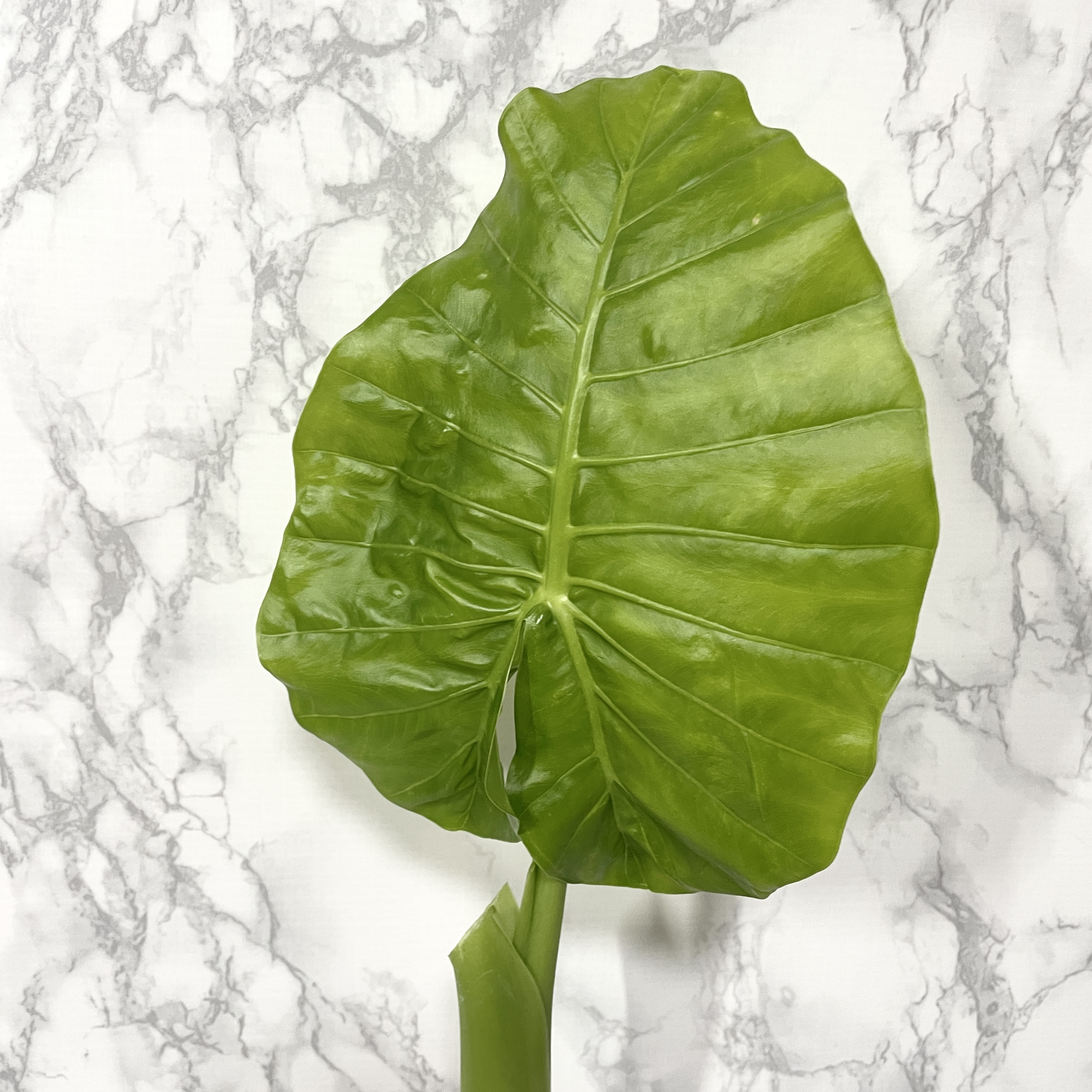 알로카시아 키우기, 종류, 번식, 꽃말