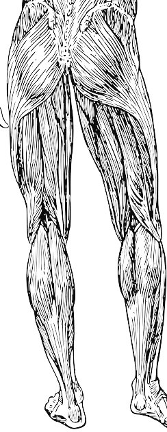 하지의 근육 muscles of the lower limb 의 분류, 골반근 muscle of the pelvic region