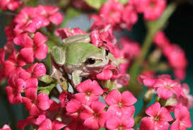 2025년 경칩(驚蟄): 개구리가 깨어나는 날 봄의 시작을 알리는 절기