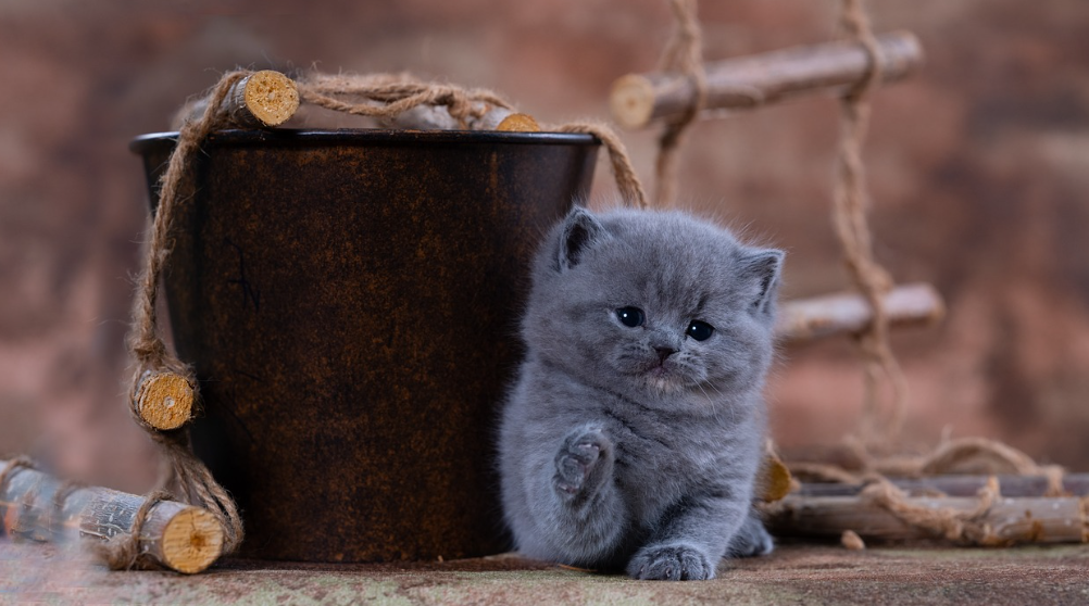 브리티시 고양이