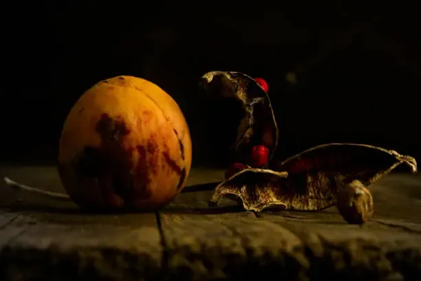 신비복숭아 후숙